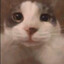 nyanko