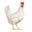 Chicken444