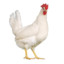 Chicken444