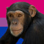 Chimp