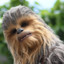 Chewbacca