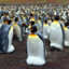 exactly forty-two penguins