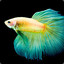Fisch