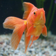magi-karp