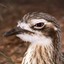 BushThick-knee