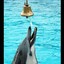 Bell Dolphin