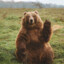 Friendly Bear