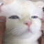 mogn