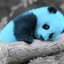 Le Blue Panda