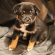 孩子，其实那天我带了坠机加速