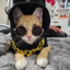 $gato$