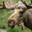 Moose