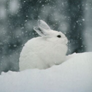 ๖Little Snow Bunny๖