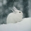 ๖Little Snow Bunny๖