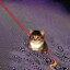 catlover