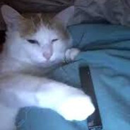 vape cat avatar