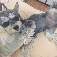 十七是只雪纳瑞