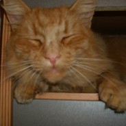 schillibob