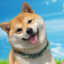 SHIBA 새끼야