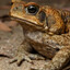 bufo