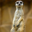 Antoo