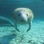 Manatee