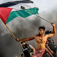 达哥爆打日本狗