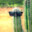 LethalCactus