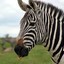 leckendes Zebra