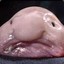 Elisouille La Frippouille