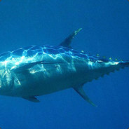 Tunny - steam id 76561198315165802