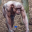 shaved monkey