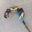 ♿NY CRIP WALKING CRAB♿