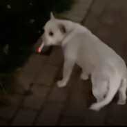 社会没有通天树