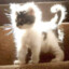 meowswsq