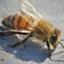Africanized Bees