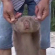 打架少个人舔包多双手