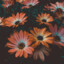 Marthy