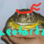 Teenage Mutant Karate Frog