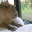 ElCapybara