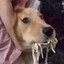 soggyramen