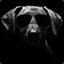 Ben h1z1hunt.com
