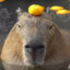 ✫Lao shi✫ capybara