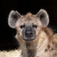 Spotted Hyena