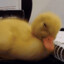 Sleepie Duckie