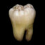 tooth