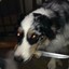 Mr. Pickles