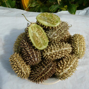 дикий огурец