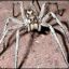 wolfspider