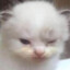 mewmewmeow